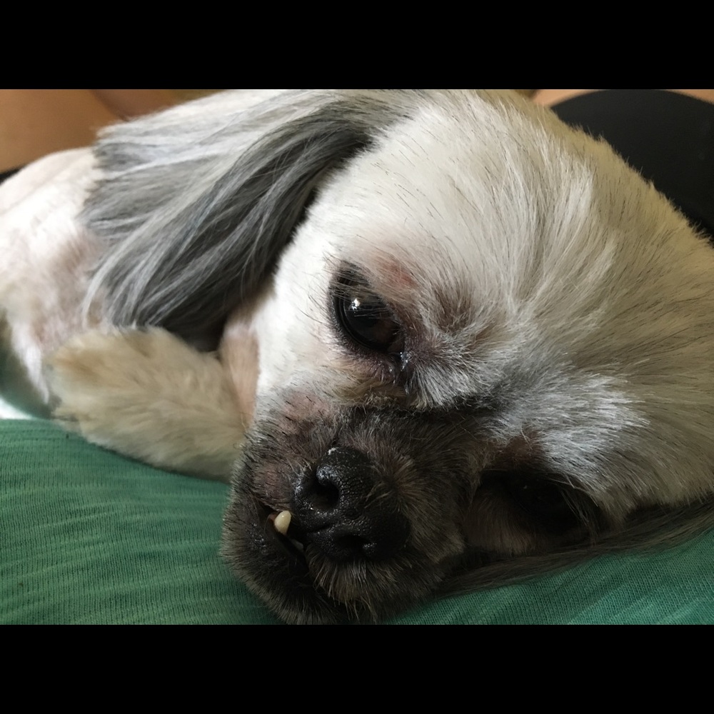 Meet your Posher, Sylvia